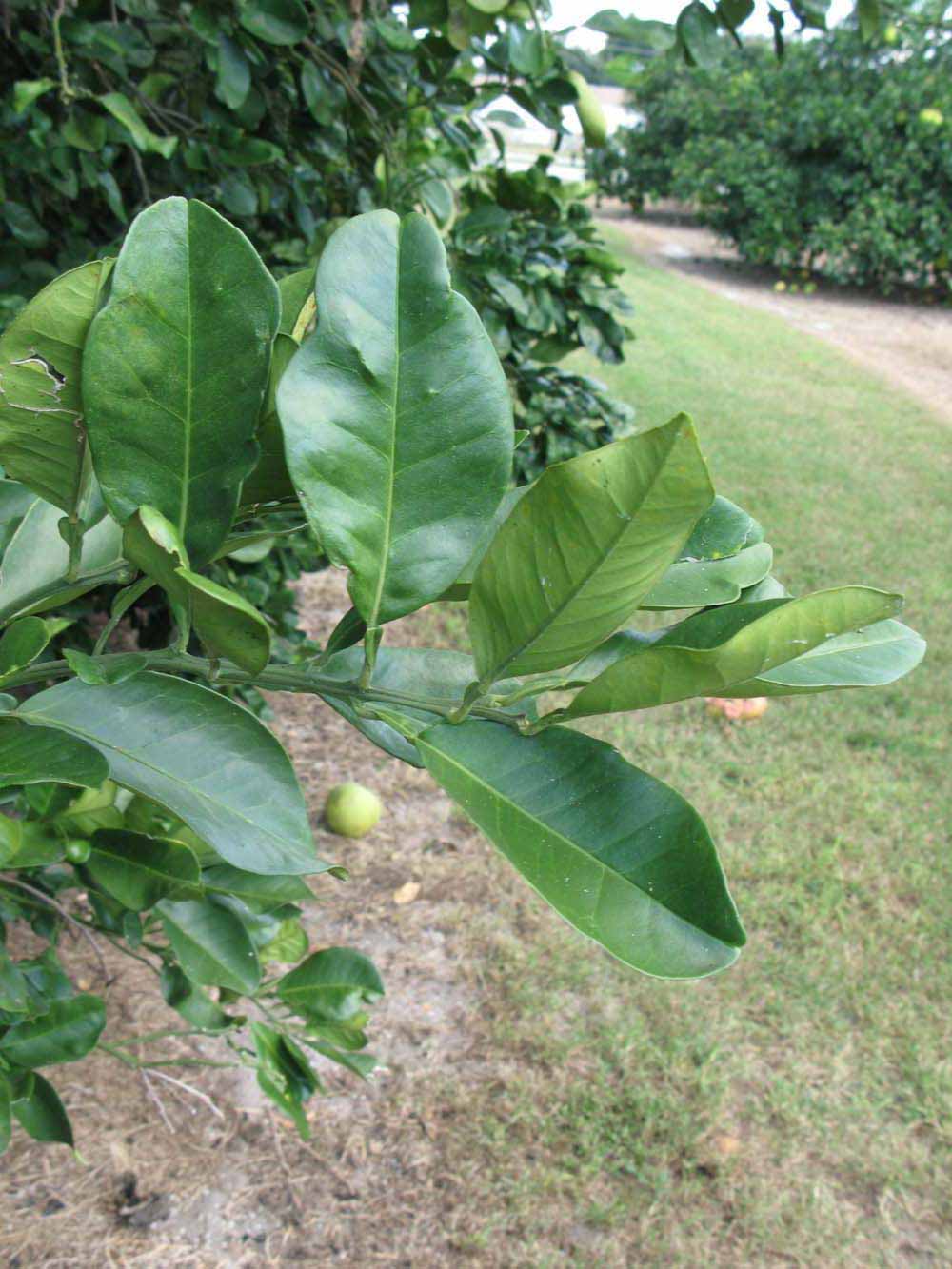              Sun leaves (Winter Haven, FL)       